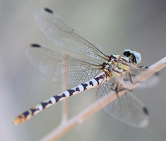 Erpetogomphus compositus