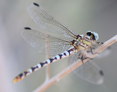 Erpetogomphus compositus