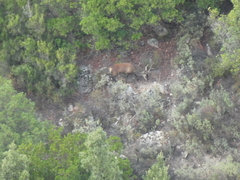 Cervus elaphus corsicanus