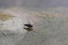 Trepobates inermis