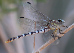 Erpetogomphus compositus