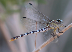 Erpetogomphus compositus
