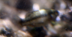Crenichthys baileyi moapae