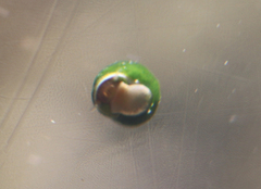 Pyrgulopsis