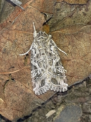Spodoptera littoralis