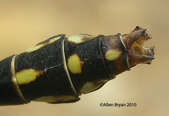 Ophiogomphus carolus