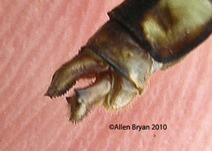 Ophiogomphus carolus