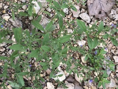 Trichostema brachiatum