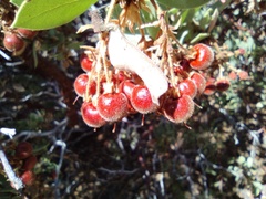 Arctostaphylos pringlei drupacea