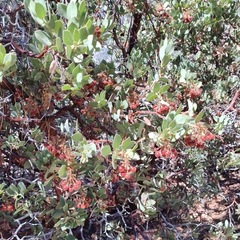Arctostaphylos pringlei drupacea