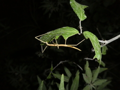 Clonopsis gallica
