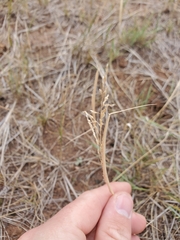 Sporobolus cryptandrus