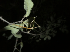 Clonopsis gallica