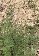 Trichostema brachiatum