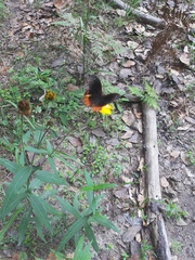 Gyrocheilus patrobas