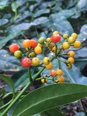 Psychotria