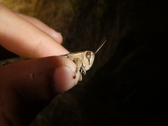 Eyprepocnemis plorans