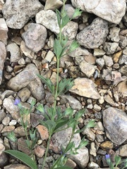 Trichostema brachiatum