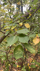 Prunus padus
