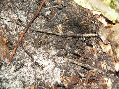 Odontomachus brunneus