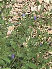 Trichostema brachiatum