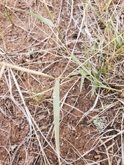 Sporobolus cryptandrus