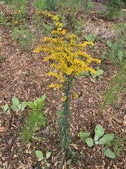 Solidago odora