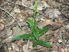 Habenaria floribunda