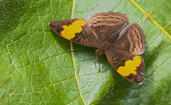 Adelpha saundersii frontina