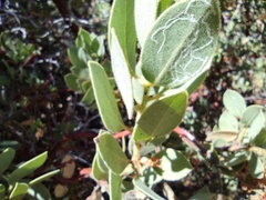 Arctostaphylos pringlei drupacea
