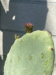 Opuntia cochenillifera
