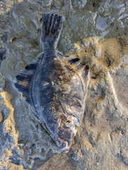 Platichthys stellatus