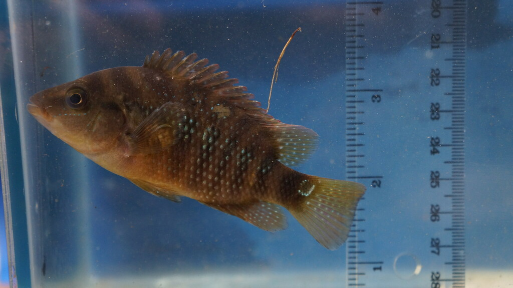 Red terror cichlid (Mesoheros festae) — Cichlidae