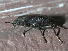 Asiopus minimus