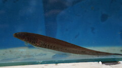 Brachyhypopomus palenque