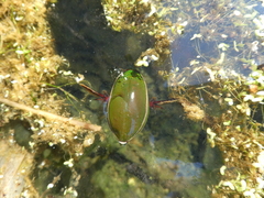 Cybister lateralimarginalis