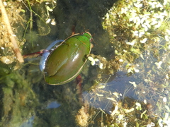 Cybister lateralimarginalis