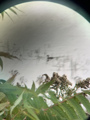 Podilymbus podiceps