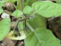 Physalis pubescens
