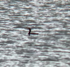 Podilymbus podiceps
