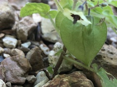 Physalis pubescens