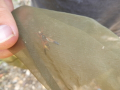 Rhynchium oculatum