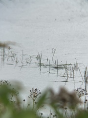 Podilymbus podiceps
