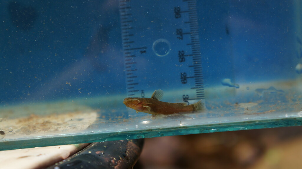 Brunette Bumblebee Catfish
