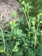 Alchemilla vulgaris