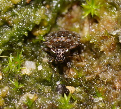 Ochteridae