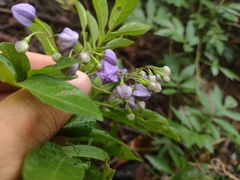 Solanum seaforthianum