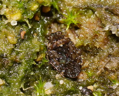 Ochteridae