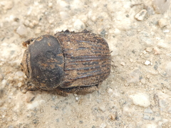 Cheironitis furcifer