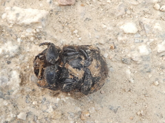 Cheironitis furcifer